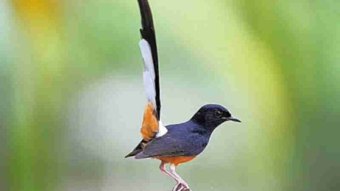 Mulai Malas ? Belajarlah Dari Burung