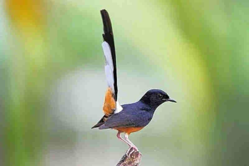 Mulai Malas ? Belajarlah Dari Burung