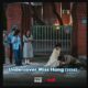 Undercover Miss Hong (2026): Synopsis, Cast, Release Date, and Ending Explained Possibilities