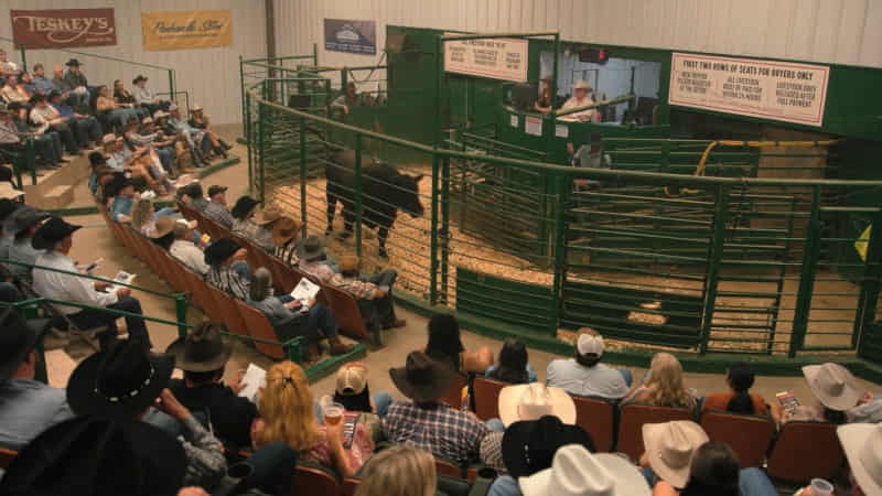 Cleburne Horse Auction - Livestock Auction Scene