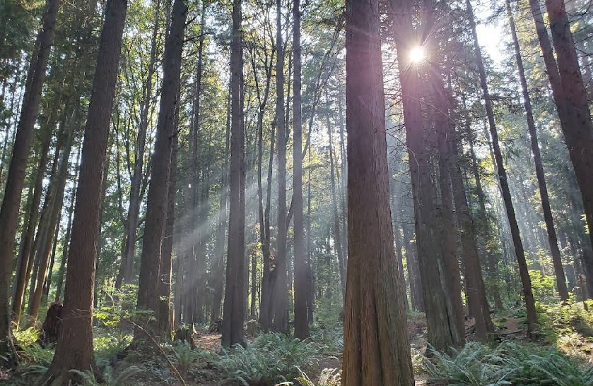 Where Was Netflix's Avatar: The Last Airbender Filmed? A Travel Guide to Every Real Location 2 Robert Burnaby Park, Burnaby